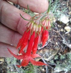 Ipomopsis aggregata formosissima