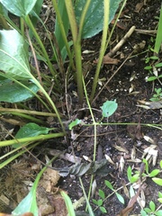Echinacea purpurea