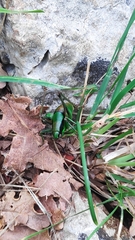 Eupholidoptera schmidti