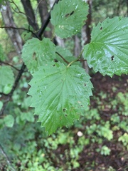 Viburnum dentatum