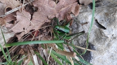 Eupholidoptera schmidti