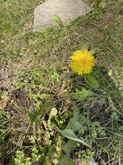Taraxacum erythrospermum