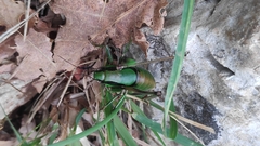 Eupholidoptera schmidti