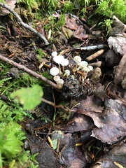 Strobilurus trullisatus