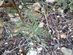 Ipomopsis aggregata formosissima