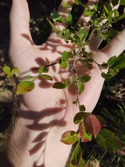 Vaccinium elliottii