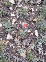 Ipomopsis aggregata formosissima