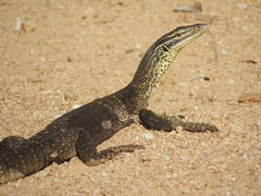 Varanus panoptes panoptes