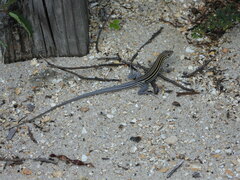 Aspidoscelis sexlineatus