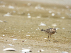 Calidris subruficollis