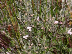 Podalyria myrtillifolia