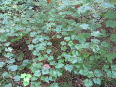 Vitis rotundifolia