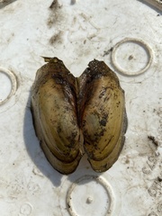 Potamilus fragilis