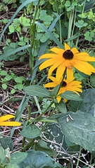 Rudbeckia