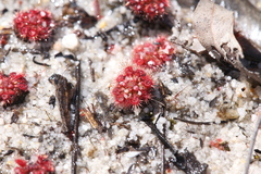 Drosera nitidula