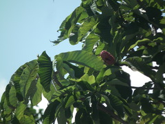 Magnolia officinalis