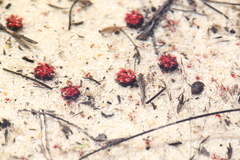 Drosera nitidula