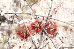 Drosera nitidula