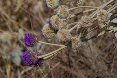 Chresta sphaerocephala