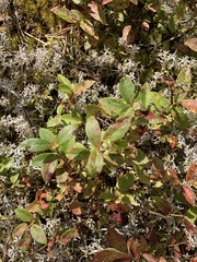 Vaccinium