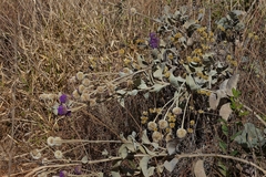 Chresta sphaerocephala