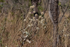 Chresta sphaerocephala