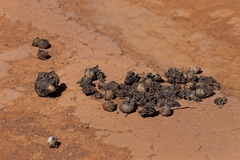 Chrysocyon brachyurus