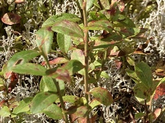 Vaccinium