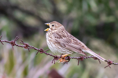 Emberiza calandra