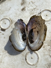 Potamilus fragilis