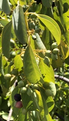 Santalum ellipticum