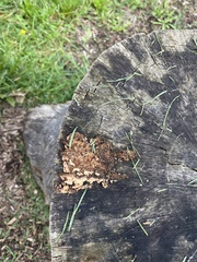 Stereum gausapatum