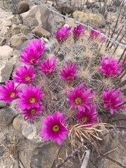 Echinocereus stramineus