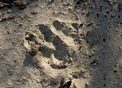 Chrysocyon brachyurus