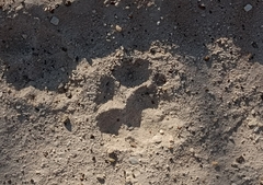 Chrysocyon brachyurus