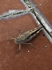 Aiolopus strepens