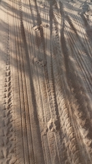 Chrysocyon brachyurus