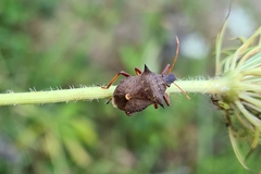 Picromerus bidens