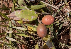 Caryocaraceae