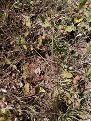 Caryocaraceae