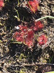 Drosera trinervia