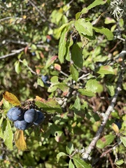 Prunus spinosa