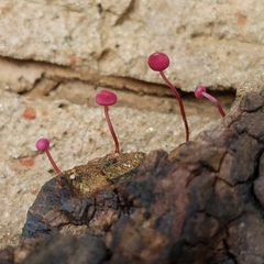 Marasmius haematocephalus