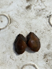 Truncilla truncata