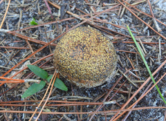 Pisolithus arhizus