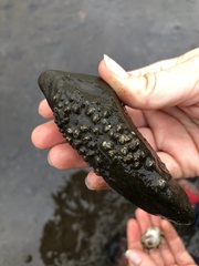 Amphibalanus improvisus