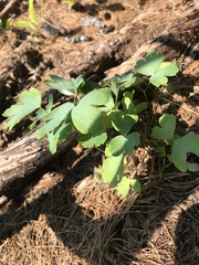 Aquilegia canadensis