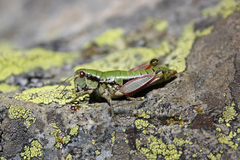 Epipodisma pedemontana