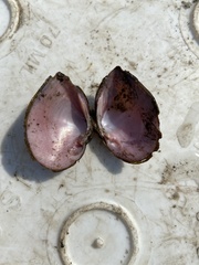 Truncilla truncata