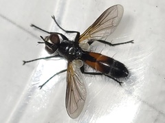 Cylindromyia interrupta